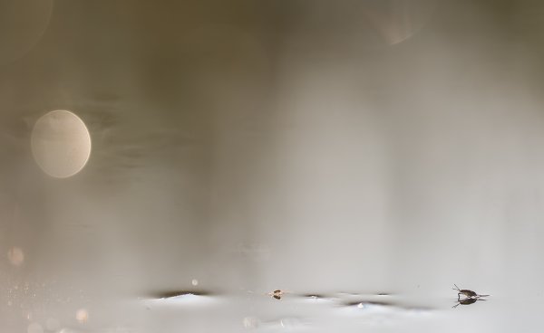 More information about "Кин-Дза-Дза..."