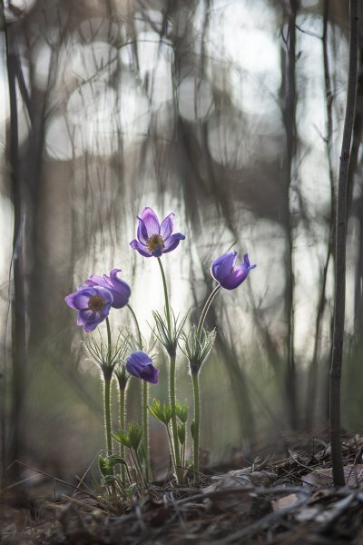 Весенние сны...