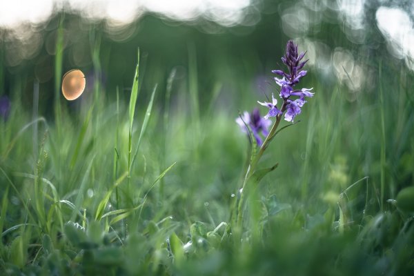 Тигровая орхидея.