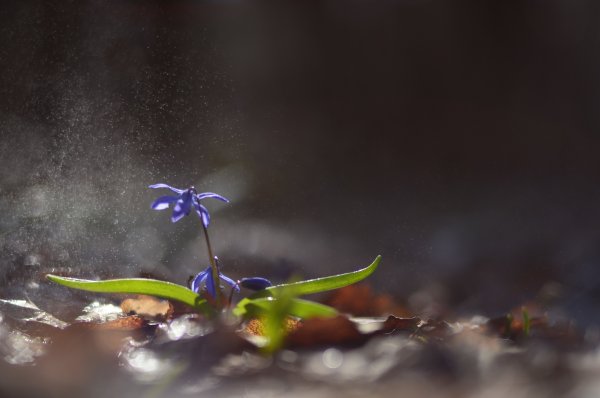 Реверанс весне