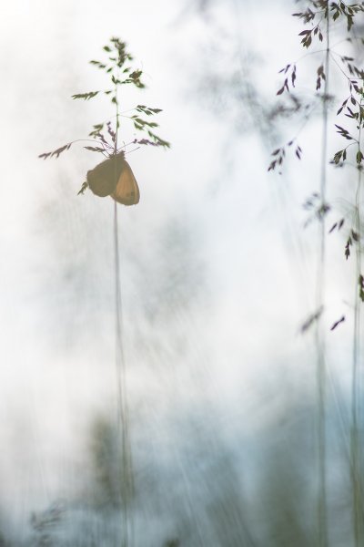 Просто летнее утро...