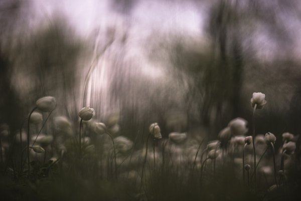 Предчувствие грозы...