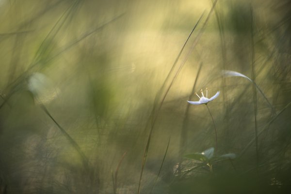 Утро в травах...