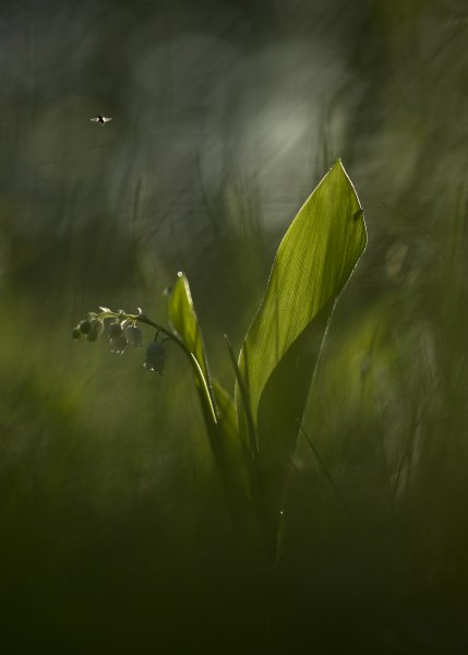 С пролетающей мушкой...
