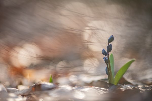 Стремительная весна...