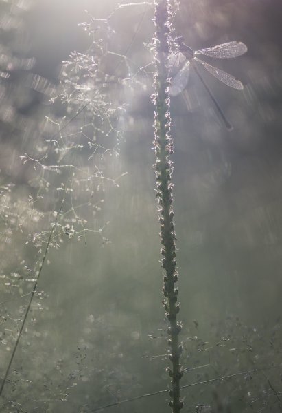 Просто летнее утро...