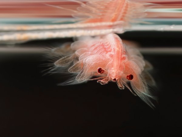 Artemia salina