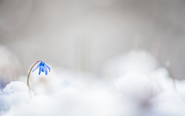 Весна в облаках...