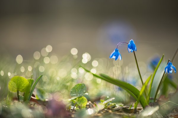 Время весны...