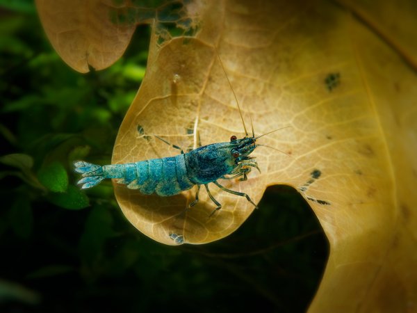 Caridina Blue Bolt