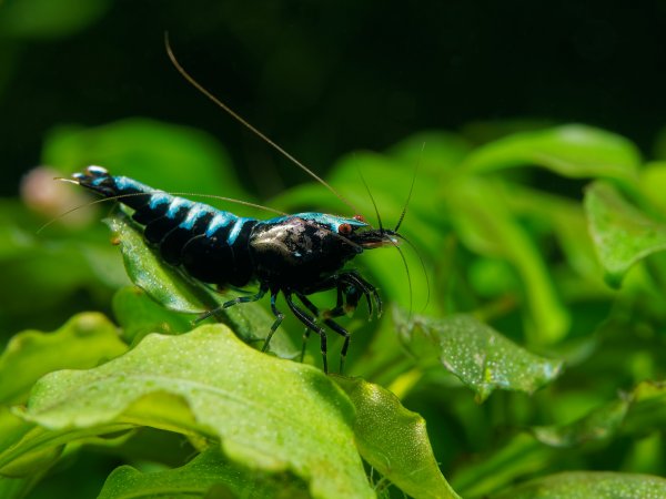 Caridina Fishbone