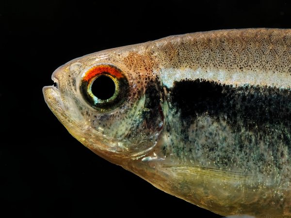Hyphessobrycon herbertaxelrodi