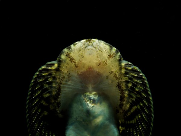 Sewellia lineolata