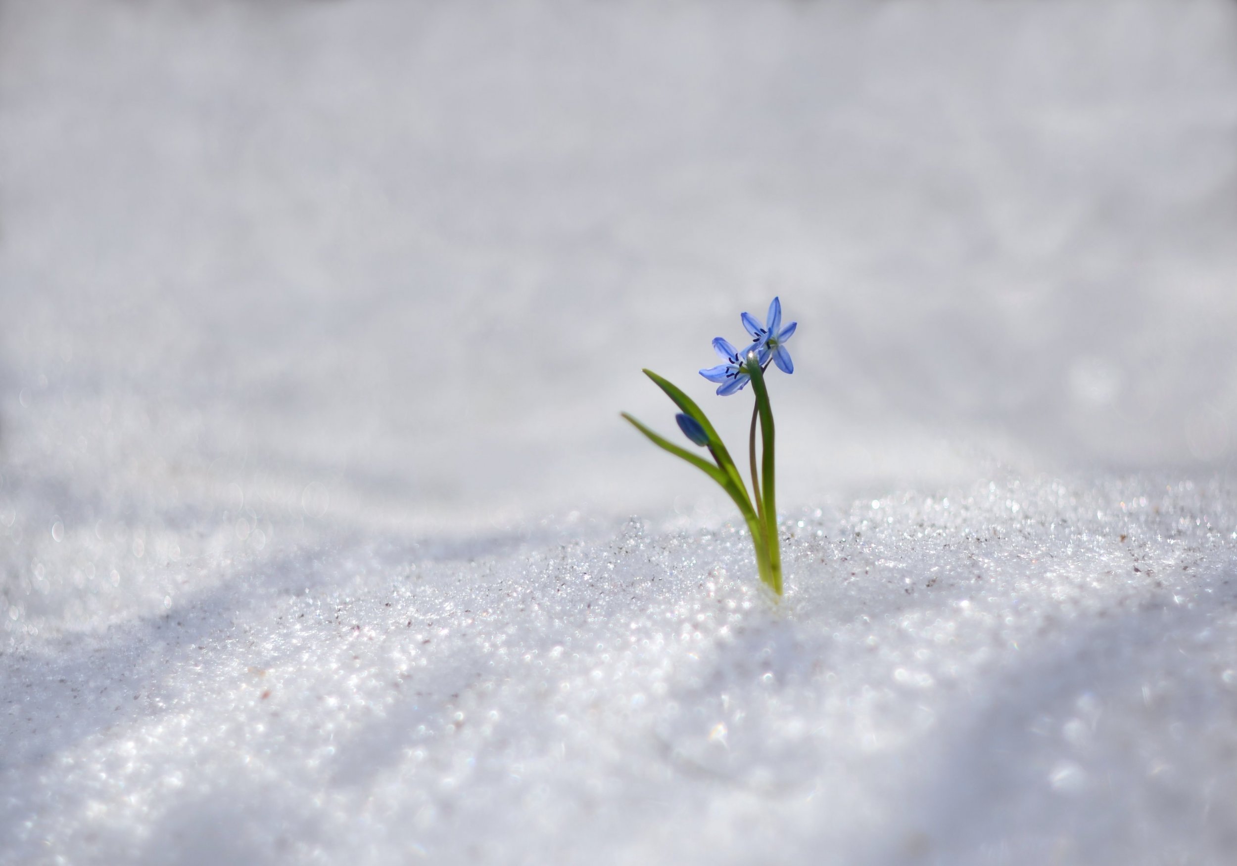 Цветы в снегу фото. Прорастает сквозь снежок к солнечным лучам цветок маленький и нежный. Заснеженные низины. Картинка сквозь снег вырос цветок. Читать и смотрели пролески сквозь снег