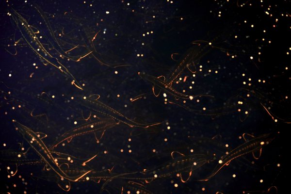 Созвездие рыб