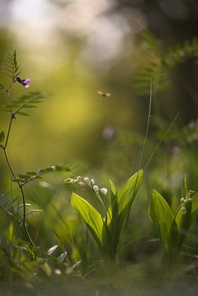 Майское с мушками...