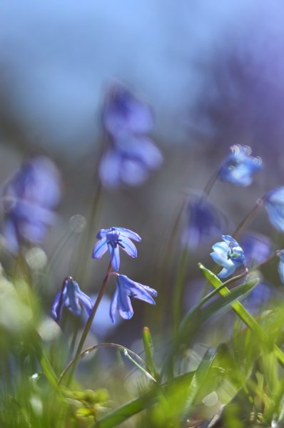 Пролесковый звон