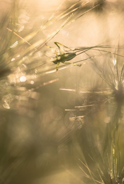 Просто доброе утро...