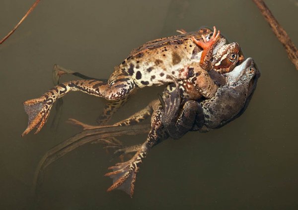 More information about "Па-де-труа"