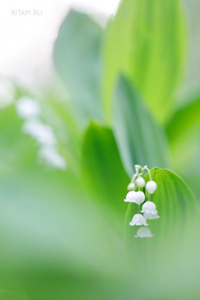 Ландышевые звоны / May lilies' chimes
