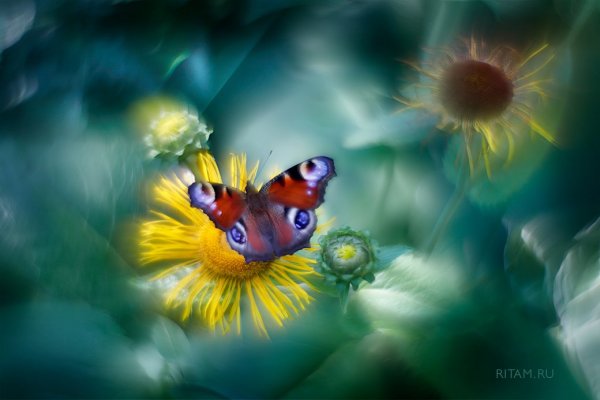 Летний импрессионизм / Summer Impressionism