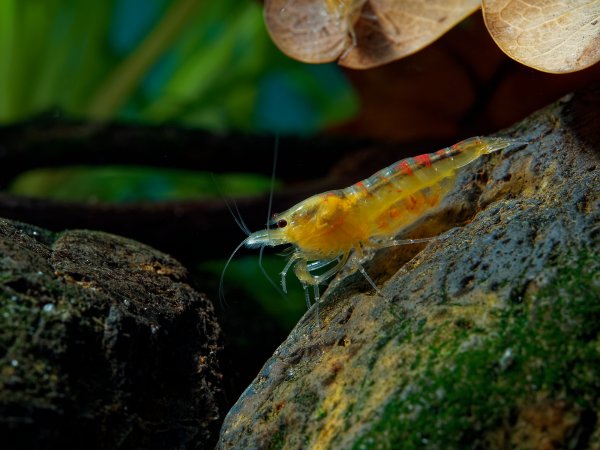 Calceo Golden Dragon