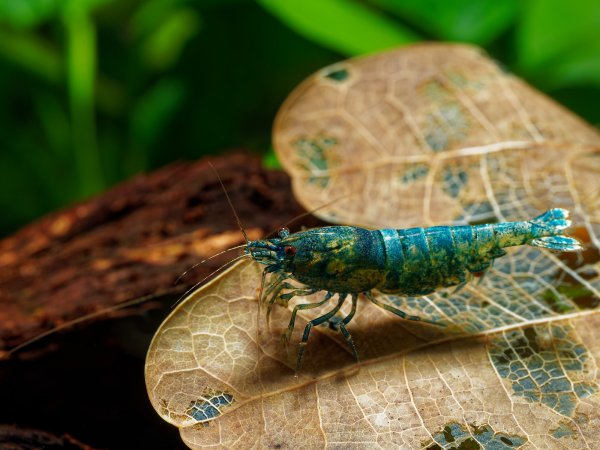 Caridina Blue Bolt