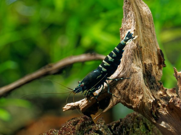 Caridina Pinto Zebra