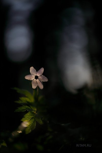 Первая Фея Весны или Да будет Свет! / The first fairy of Spring