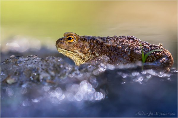 Где же мушка?