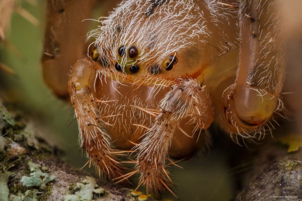 More information about "Портретик"