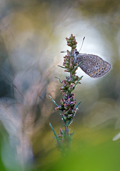 More information about "***"