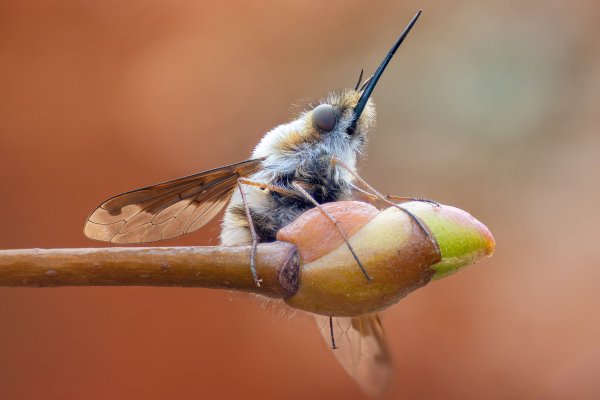 More information about "Жужжало"