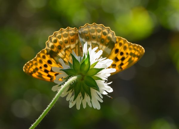 Цветы Кавказа