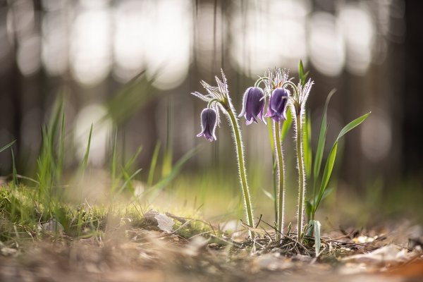 Утренние сны...