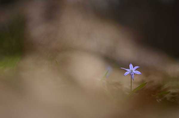 Весенний минимализм