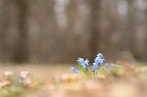 Весенняя левитация