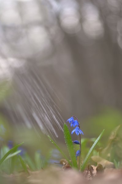 Пролесковые дожди
