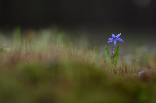 В сумеречном лесу