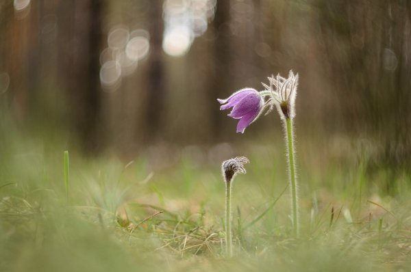 Крошка сын к отцу пришёл...