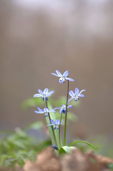 Цветочные бабочки
