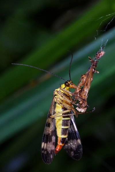 Скорпионница