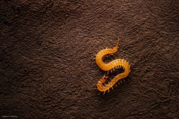 МинимализмS