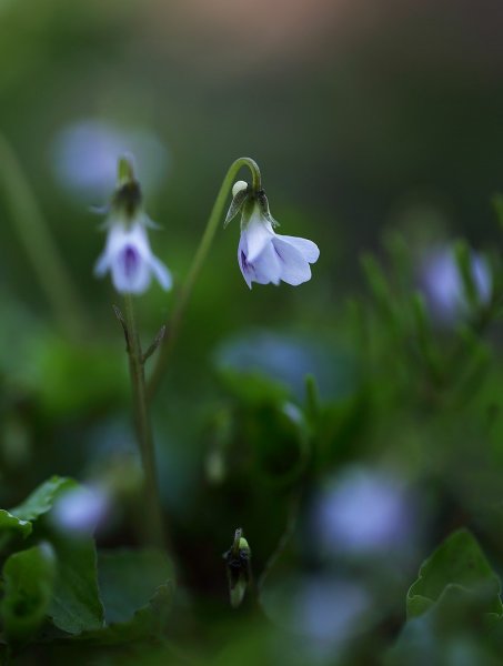 Скромность