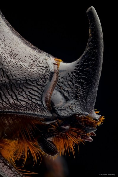 Портрет жука носорога