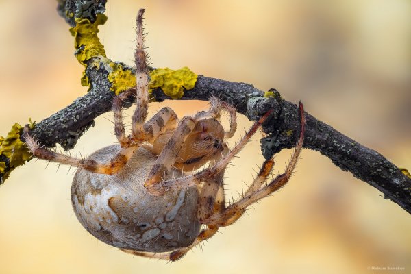 More information about "Пузо"