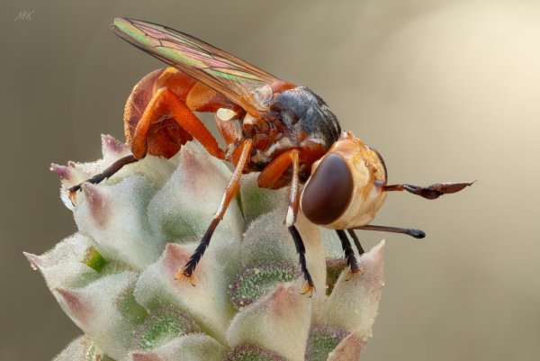 More information about "Большеголовка (Conopidae)"