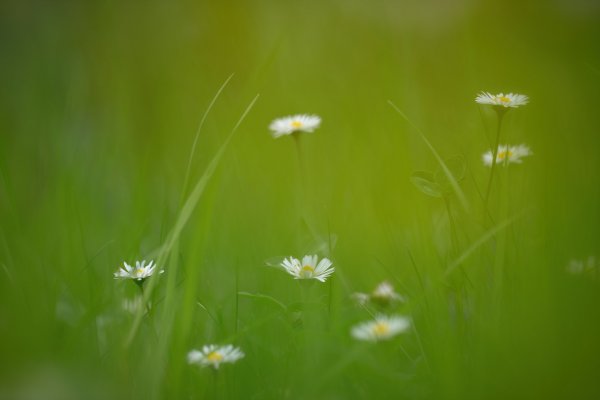 Ромашковое настроение
