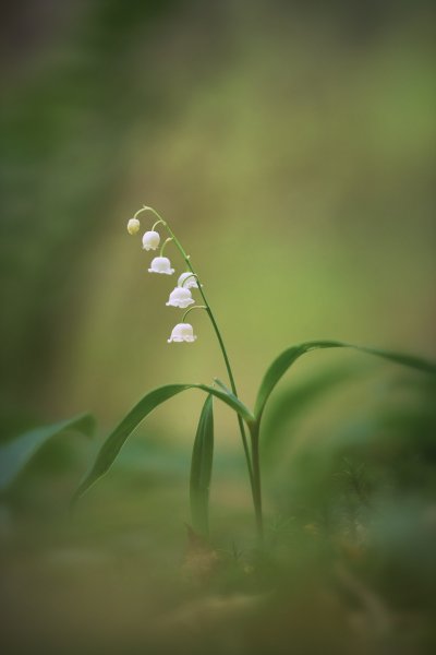 Ландыш майский