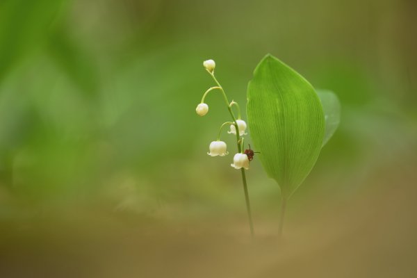 Ландышевый этюд